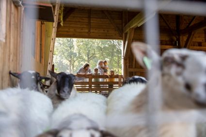 schapen-orvelte-klein_3203356824